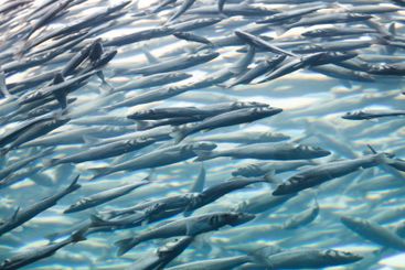 Fish swimming together in deep blue water, background
