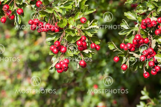 hawthorn berries