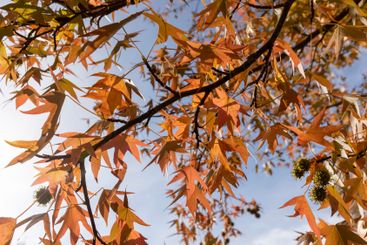 red amber tree in the autumn season in sunny weather