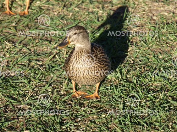 Brown duck