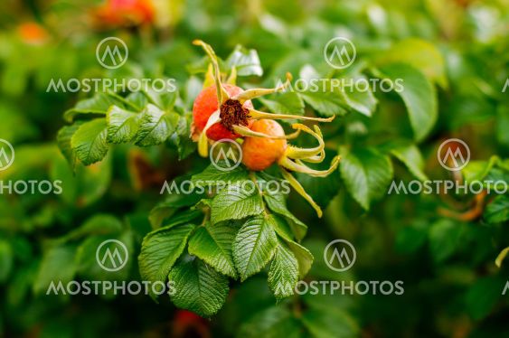 Rosa rugosa, ripening fruit, spherical colored