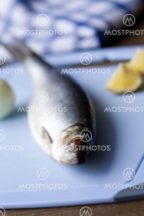 Herring