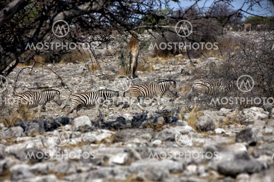 zebra in etosha national park namibia