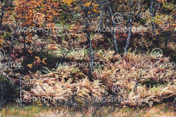 Autumn colored ferns in forest