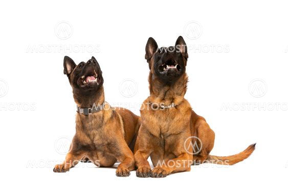 Two Belgian Malinois dogs