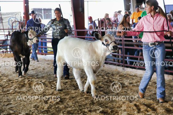 Calf Show
