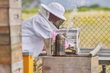 Farm, beekeeper and harvesting of honey, hive and...