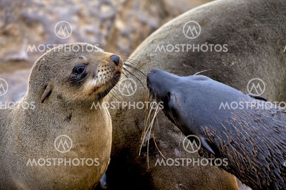 fur seal on the beach at cape cross seal reserve namibia africa near the skeleton coast