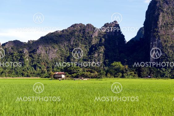 Green rice paddy field and limestone mountains in Vang Vieng, popular tourist resort town in Lao PDR.