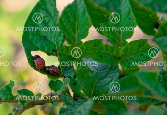 young Colorado beetles