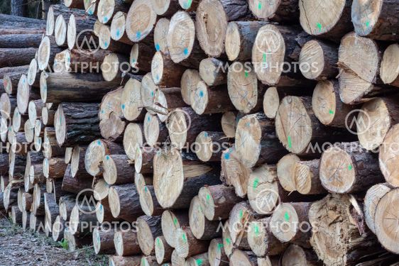 Pile of wood. A view of huge stacks of logs.