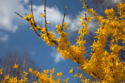 Forsythia
