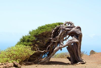 gnarled juniper tree shaped by the wind