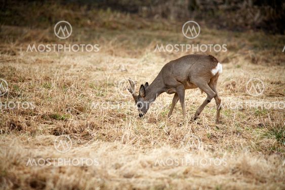 Grazing deer