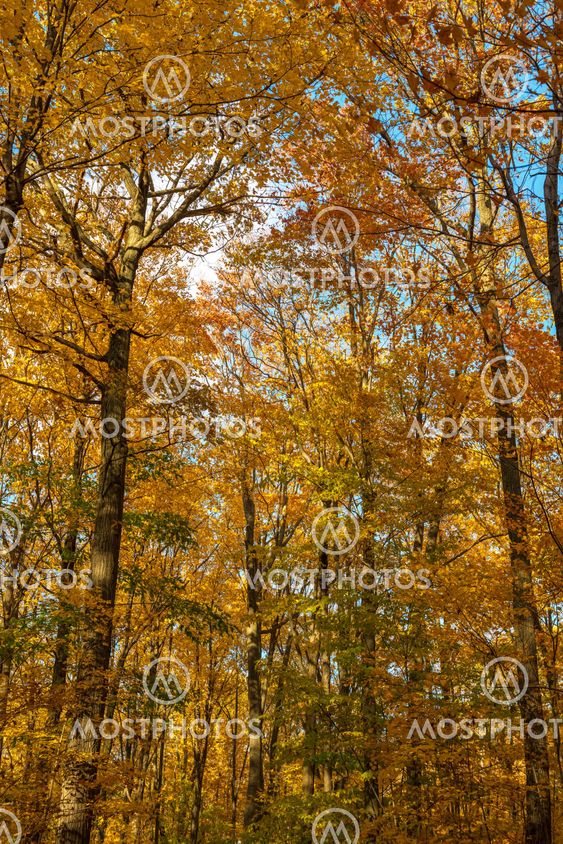 Autumn colors, leaves and trees
