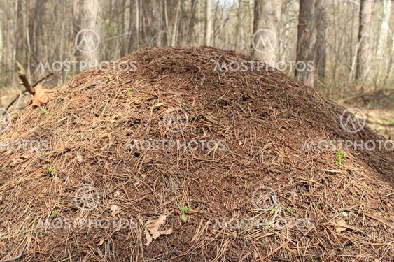 anthill in spring wood close-up
