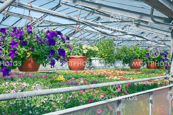 Greenhouse