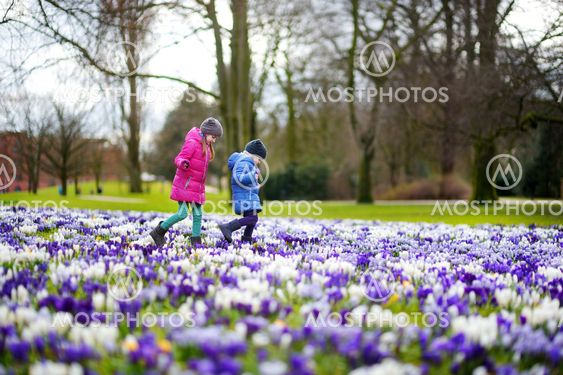 Two little sisters picking crocus flowers on beautiful...