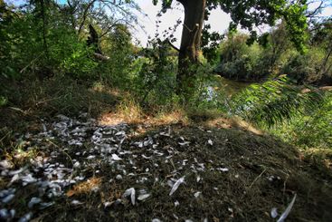 Riverside nature with trees, feathers on the ground, and...