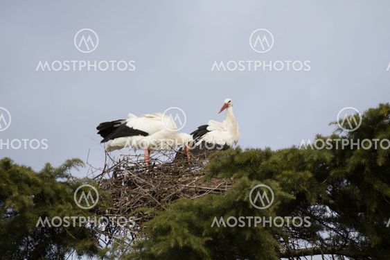 Storks building a nest