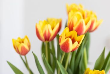 Yellow and red tulips in soft natural light. Concept of...