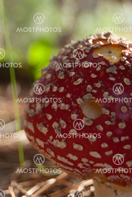 Mushroom