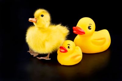 Cute Babe Ducks.