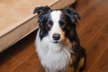 Funny portrait cute puppy dog border collie indoor. Pet...