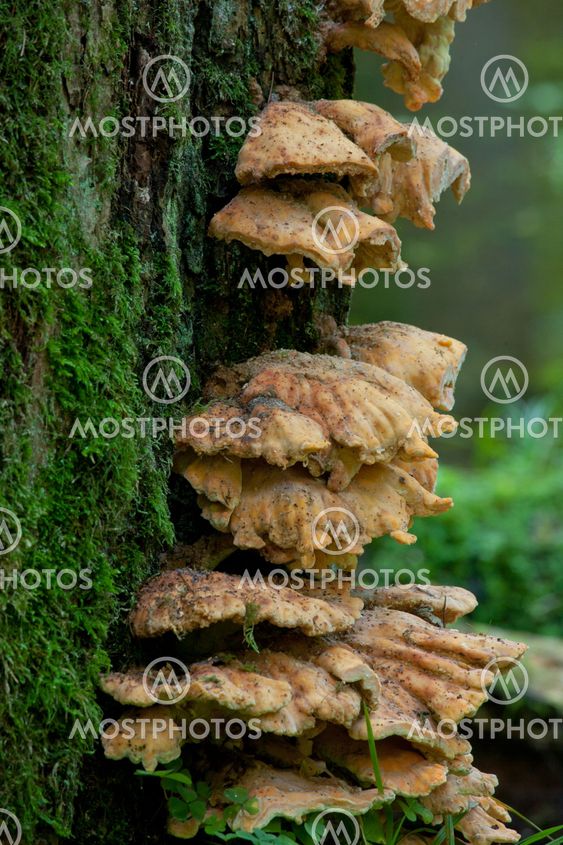 Sulphur Shelf fungi