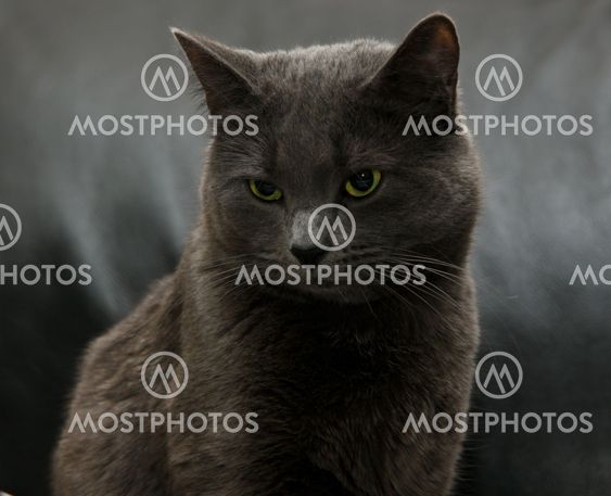 Russianblue firm