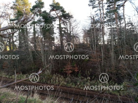 Wildlife with railway line