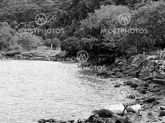 black and white nature