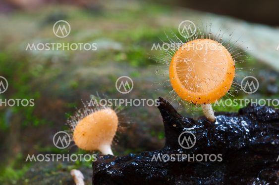 Orange mushroom