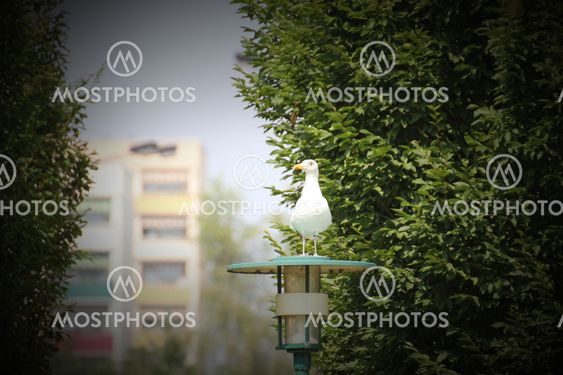 European Herring Gull On Lamp