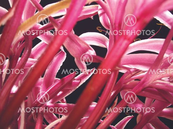 The Giant Spider Lily -7