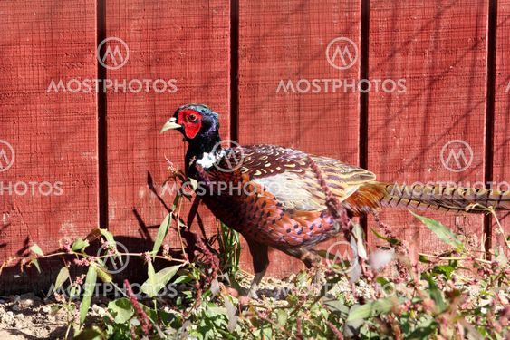 Pheasant on the Farm