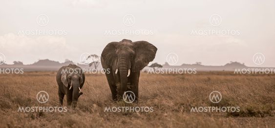Elefant