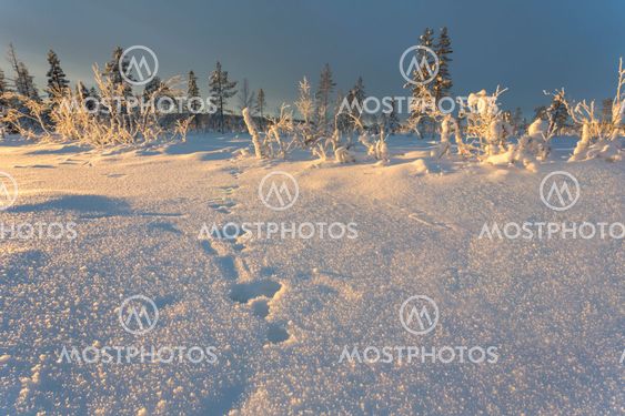 Tracks of Rabbit in winter landscape