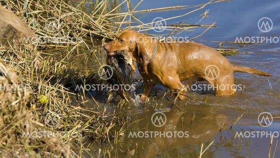 hunting dog with a catch