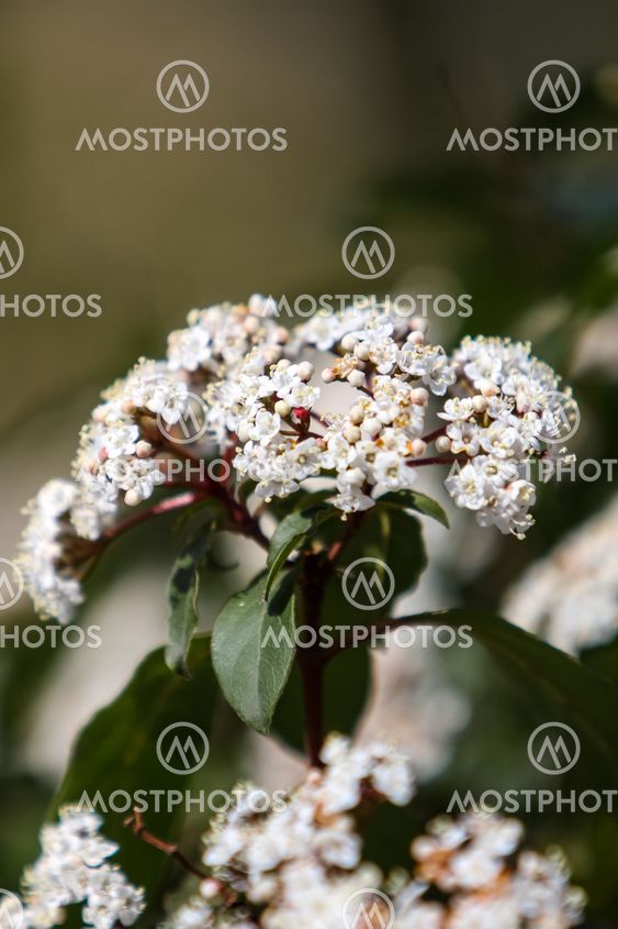 Viburnum tinus