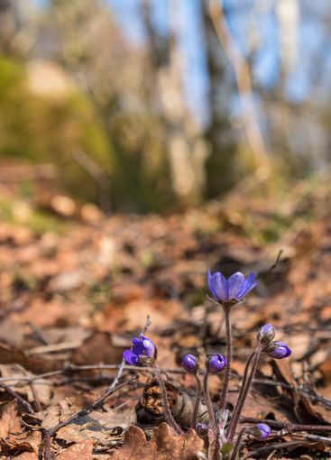 Anemone hepatica flowers in the forest at spring