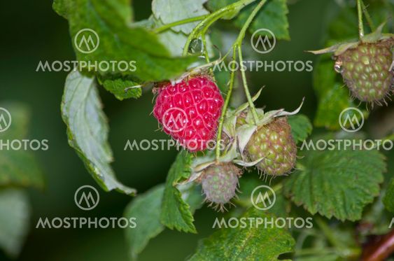 berry raspberry on a bush ripe