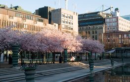 Cherry blossom trees in Kungstradgarden, Stockholm, Sweden