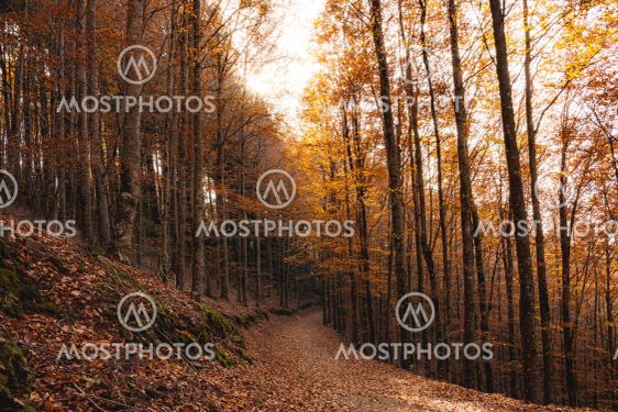 Autumn forest pathway leaves