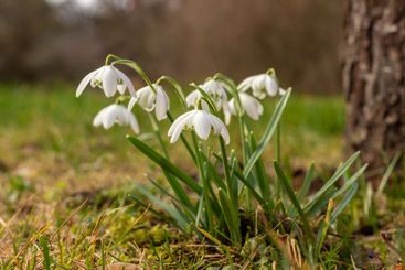 Snowdrop bulbes - first flowers in early spring