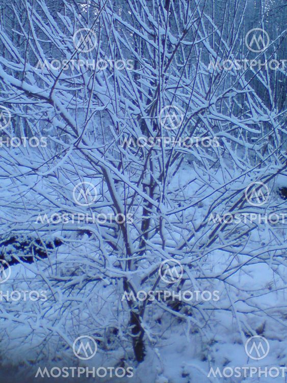 Snow trees 2011 Winter trees 2