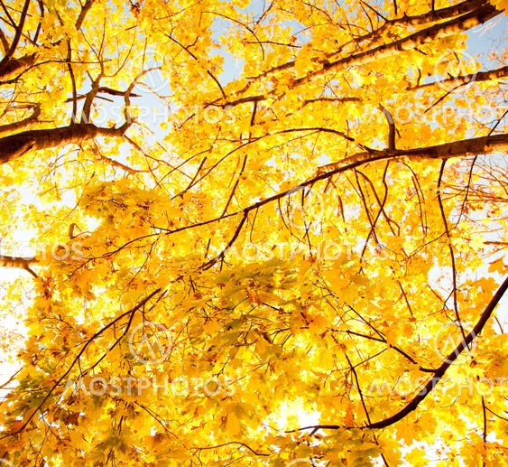 Upward view of fall trees