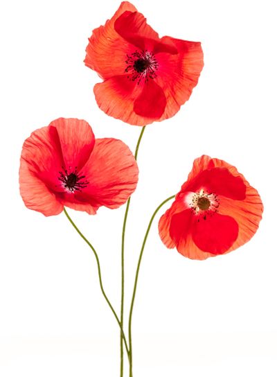 Poppy flowers on white