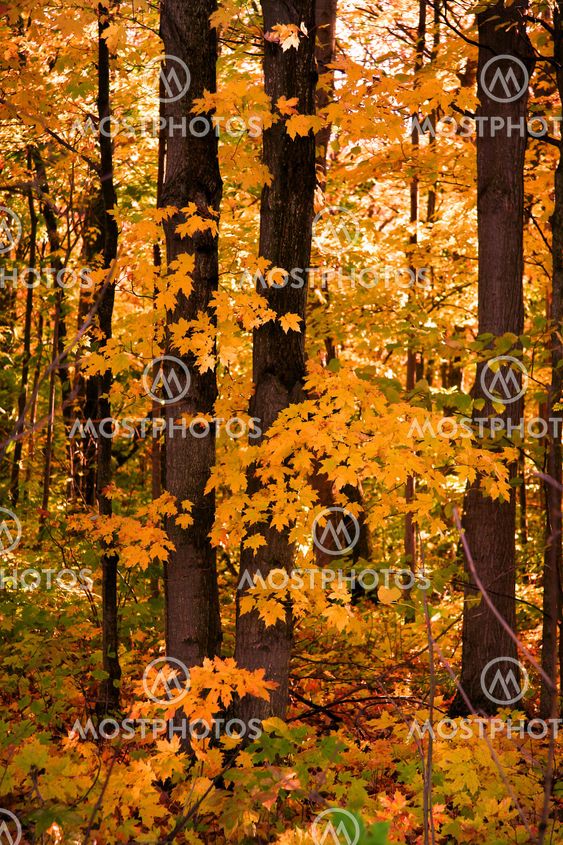 Autumn Trees