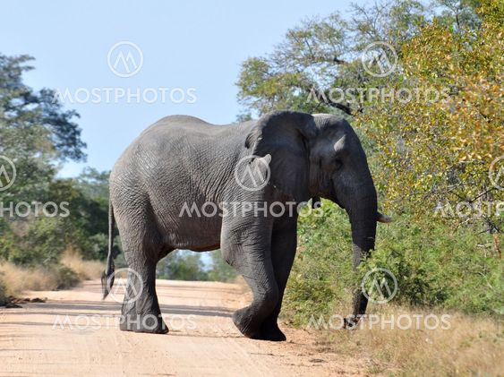 Afrikanske elefant